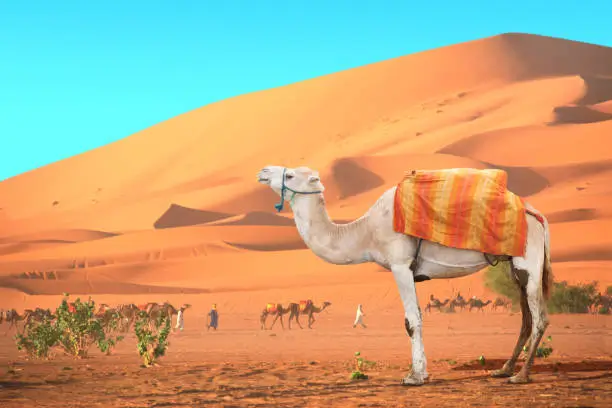 8 Day Morocco Itinerary from Casablanca