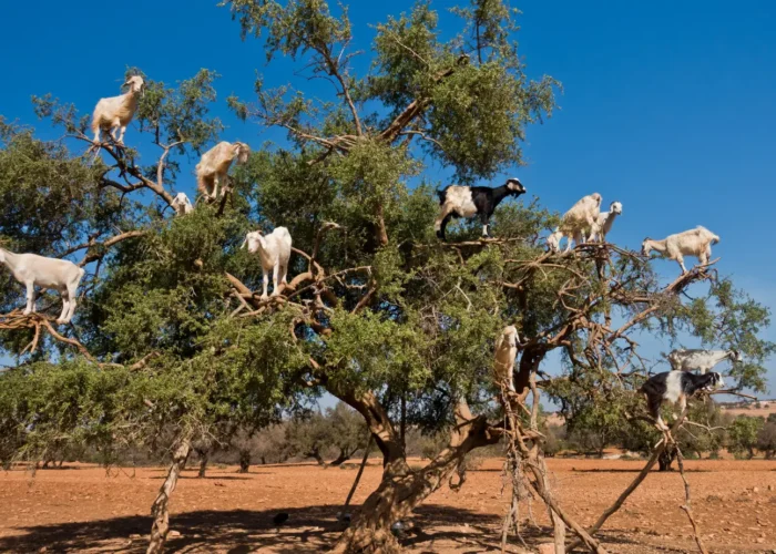 Best 16-day Morocco tour