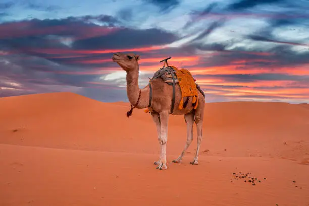 Errachidia to Merzouga tour